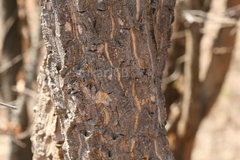 Chloroxylon swietenia